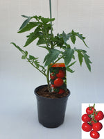 Plant greffé de Tomate