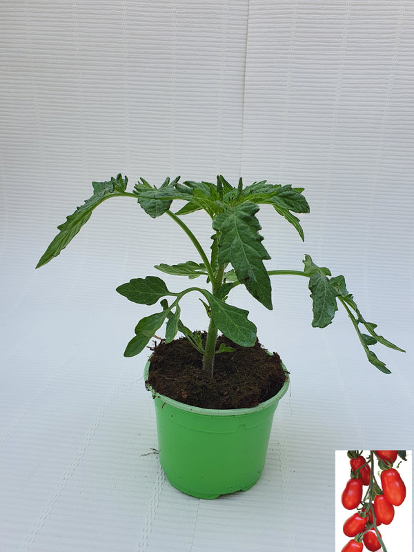Plant de Tomate (pot 10.5)