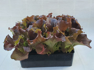 Plants de Salade Batavia rouge