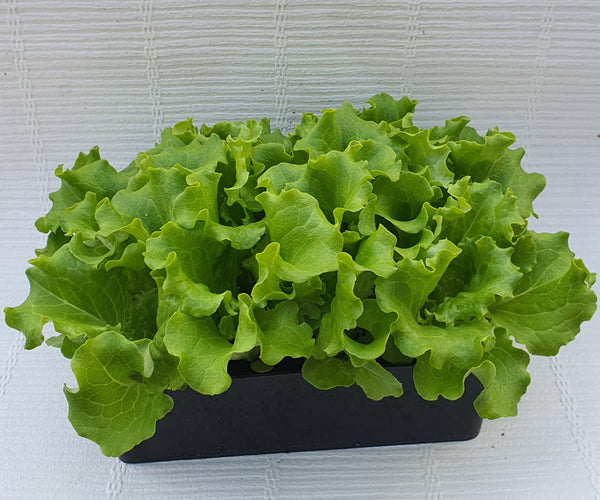 Plant de Salade x12