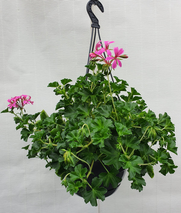 Géranium Roi des balcons Rose ☀️