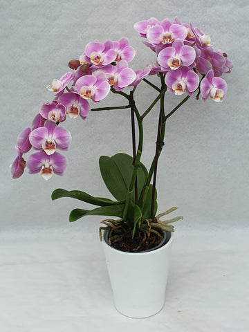 Orchidée pot de 12