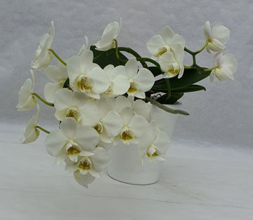 Orchidée pot de 9