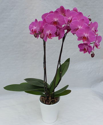 Orchidée pot de 12