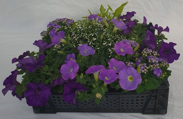 Pack prêt à planter (3) violet/parme