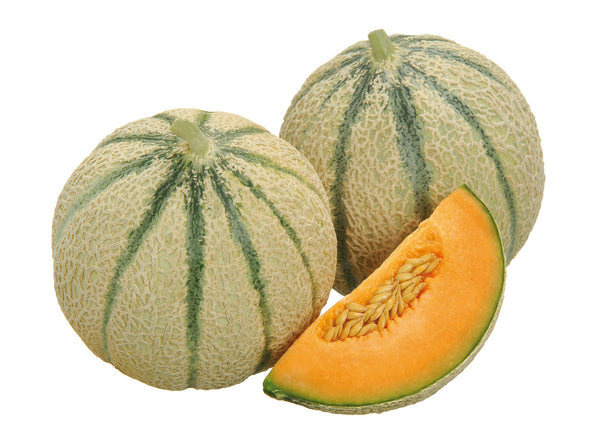 Plant greffé de Melon Cyrano