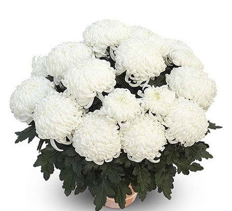 Grosses fleurs Blanc (12 têtes)