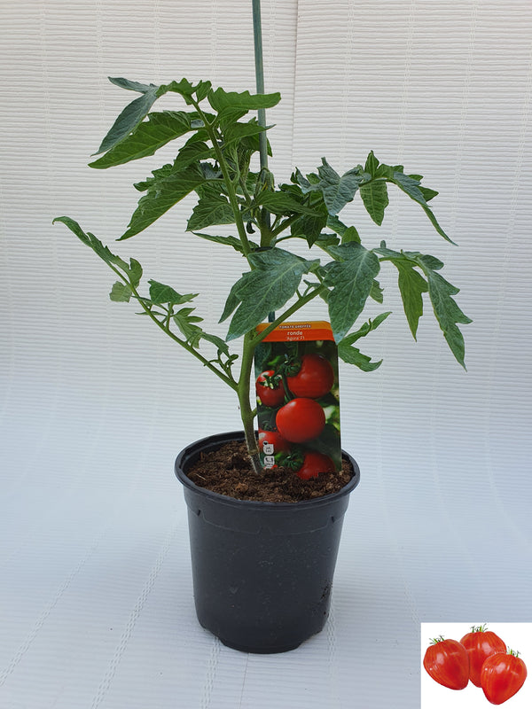 Plant greffé de Tomate