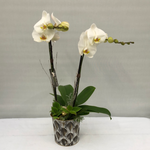 Composition orchidée