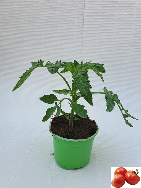 Plant de Tomate (pot 10.5)