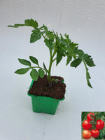 Plant de Tomate